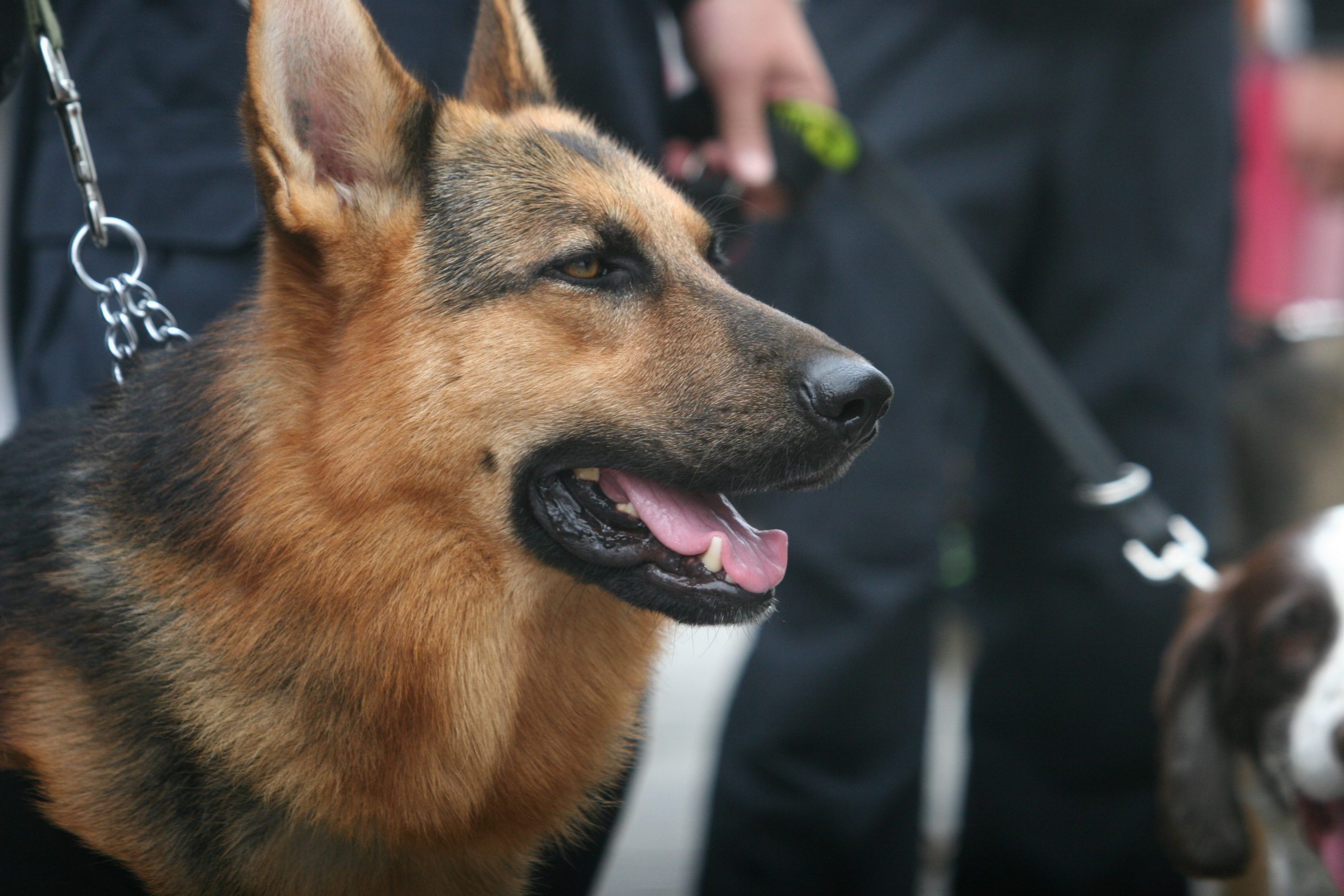 幻灯片-警犬训练器材厂家 _警犬训练用品_工作犬训练用品-南京开久警犬装备