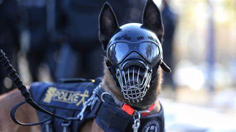 测试专题--警犬训练器材厂家 _警犬训练用品_工作犬训练用品-南京开久警犬装备