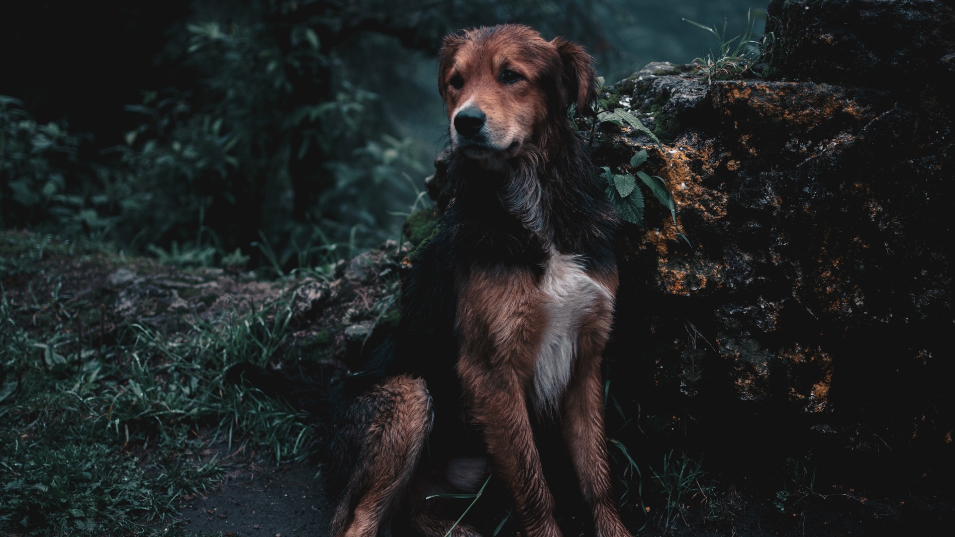 专题测试--警犬训练器材厂家 _警犬训练用品_工作犬训练用品-南京开久警犬装备