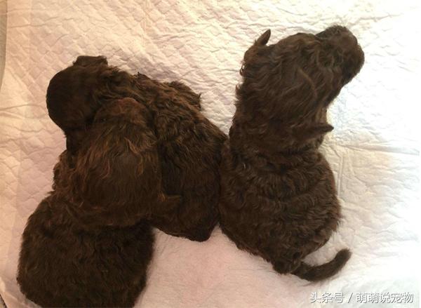 出生时浅棕色泰迪(棕色泰迪出生什么颜色) - 警犬训练器材厂家 _警犬训练用品_工作犬训练用品-南京开久警犬装备-警犬训练器材厂家 _警犬训练用品_工作犬训练用品-南京开久警犬装备