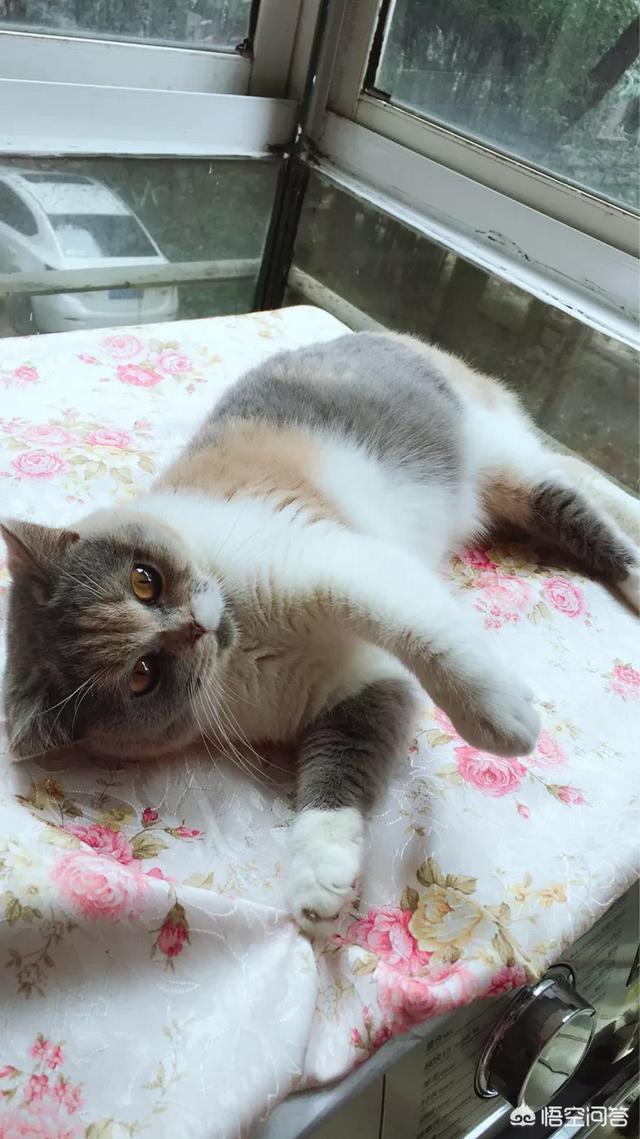 在哪里能买到狗狗？在哪里可以买到狗狗 - 警犬训练器材厂家 _警犬训练用品_工作犬训练用品-南京开久警犬装备-警犬训练器材厂家 _警犬训练用品_工作犬训练用品-南京开久警犬装备