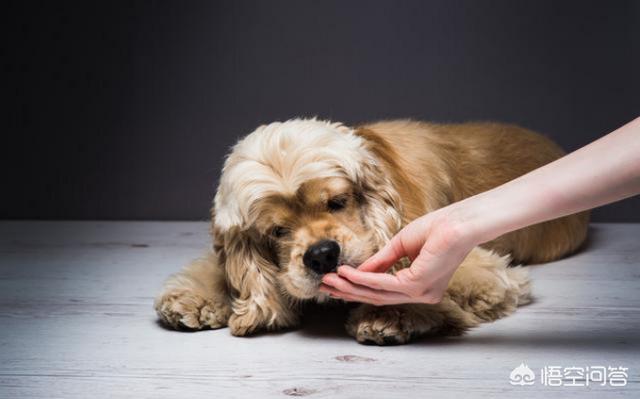狗狗 扑 舔，狗狗跳起来扑人舔手 - 警犬训练器材厂家 _警犬训练用品_工作犬训练用品-南京开久警犬装备-警犬训练器材厂家 _警犬训练用品_工作犬训练用品-南京开久警犬装备
