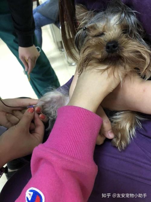 狗狗后桃子处会流出白色液体-警犬训练器材厂家 _警犬训练用品_工作犬训练用品-南京开久警犬装备