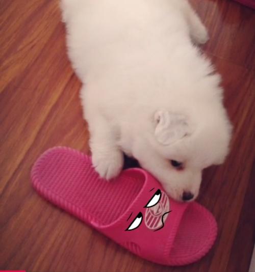 小狗开始咬拖鞋是多大-警犬训练器材厂家 _警犬训练用品_工作犬训练用品-南京开久警犬装备