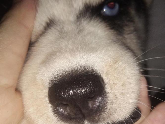 狗狗流鼻涕 鼻子发炎，喉咙发炎鼻子流鼻涕吃什么药-警犬训练器材厂家 _警犬训练用品_工作犬训练用品-南京开久警犬装备