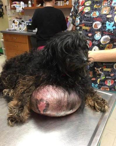 狗狗得了肿瘤什么症状是什么样子的-警犬训练器材厂家 _警犬训练用品_工作犬训练用品-南京开久警犬装备