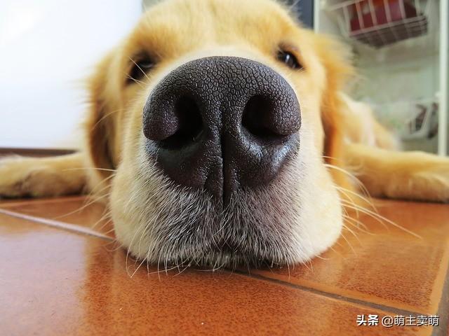 狗狗鼻子发炎可以吃庆大吗-警犬训练器材厂家 _警犬训练用品_工作犬训练用品-南京开久警犬装备