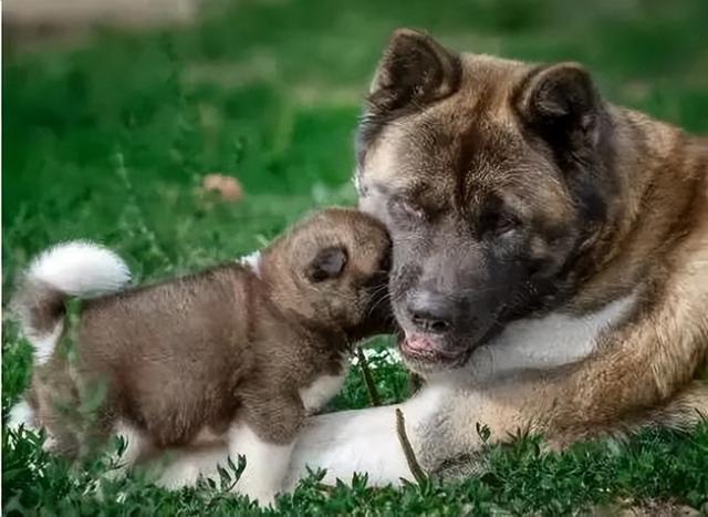 狗狗呢(狗狗呢睡姿大揭秘)-警犬训练器材厂家 _警犬训练用品_工作犬训练用品-南京开久警犬装备