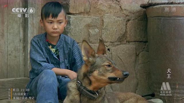 经典老 *** 犬王1993(我想看经典老 *** 犬王)-警犬训练器材厂家 _警犬训练用品_工作犬训练用品-南京开久警犬装备