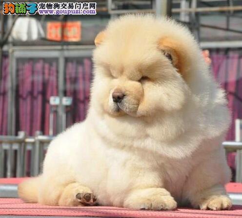 松狮幼犬怎么养(松狮幼犬 *** 一个月)-警犬训练器材厂家 _警犬训练用品_工作犬训练用品-南京开久警犬装备