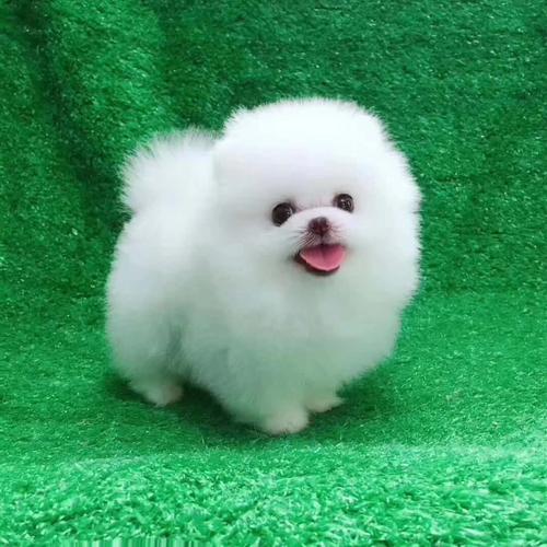 俊介犬多少钱一只(茶杯俊介犬多少钱一只)-警犬训练器材厂家 _警犬训练用品_工作犬训练用品-南京开久警犬装备