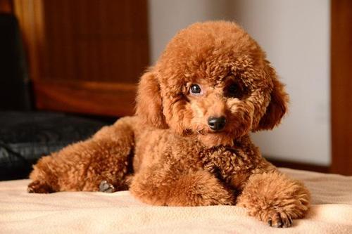 泰迪犬怎么美容？泰迪狗狗美容教程-警犬训练器材厂家 _警犬训练用品_工作犬训练用品-南京开久警犬装备