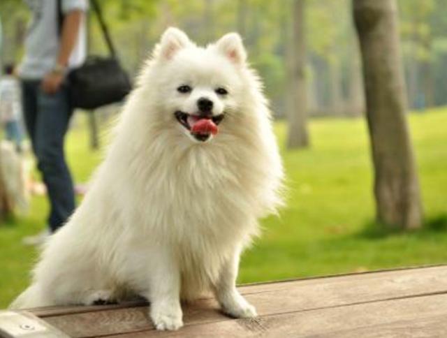 狗人工授精要弄多少量(狗怎么人工授精多少钱)-警犬训练器材厂家 _警犬训练用品_工作犬训练用品-南京开久警犬装备