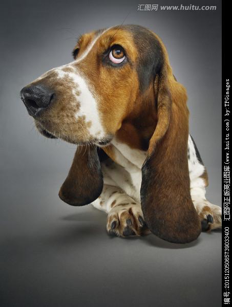 巴吉度犬好养吗问答(巴吉度犬可以养吗)-警犬训练器材厂家 _警犬训练用品_工作犬训练用品-南京开久警犬装备