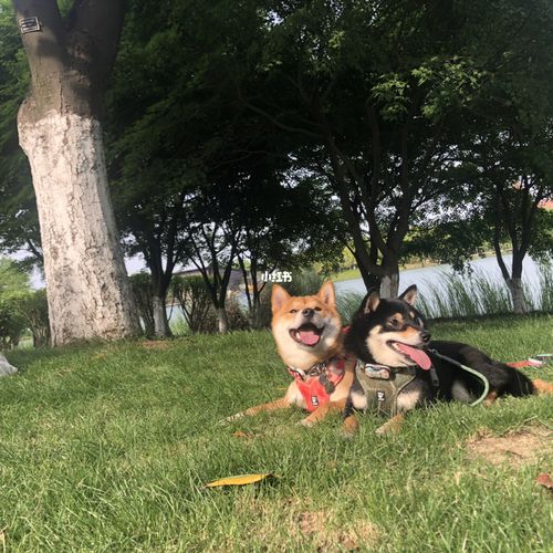 洛阳可以带狗狗去的景点-警犬训练器材厂家 _警犬训练用品_工作犬训练用品-南京开久警犬装备