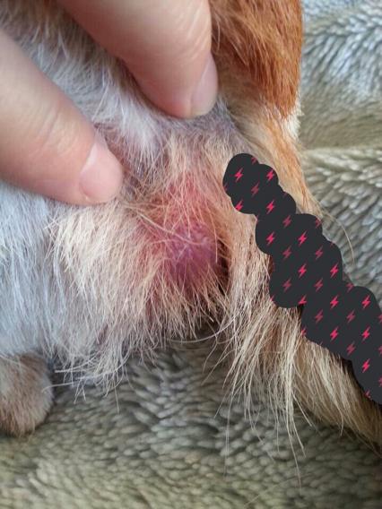 狗狗尾巴根旁边鼓了个包(狗狗尾巴旁边有个洞) - 警犬训练器材厂家 _警犬训练用品_工作犬训练用品-南京开久警犬装备-警犬训练器材厂家 _警犬训练用品_工作犬训练用品-南京开久警犬装备