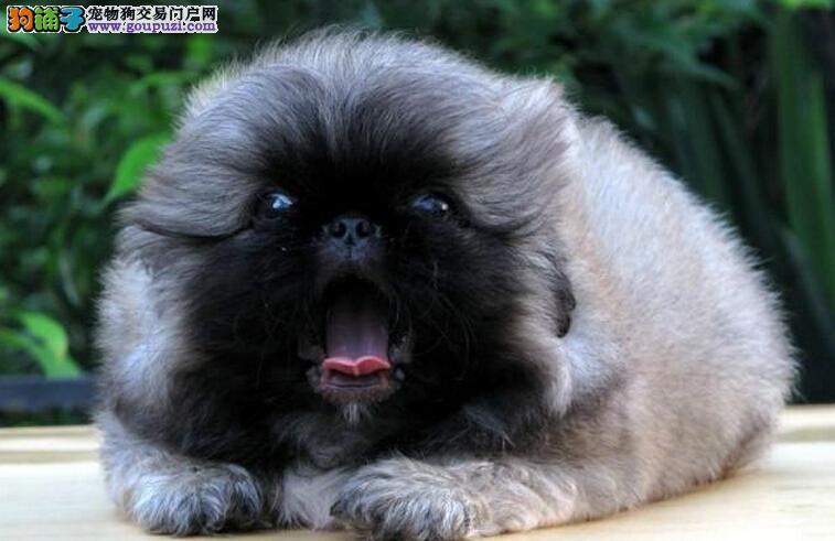 京巴狗的寿命(京巴狗的寿命最长多少)-警犬训练器材厂家 _警犬训练用品_工作犬训练用品-南京开久警犬装备