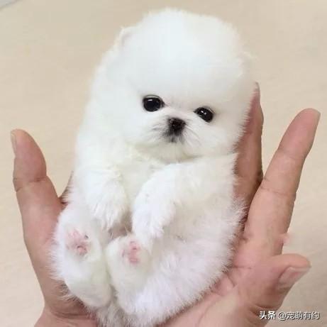 茶杯贵宾犬价格?茶杯犬购买你被坑了吗-警犬训练器材厂家 _警犬训练用品_工作犬训练用品-南京开久警犬装备