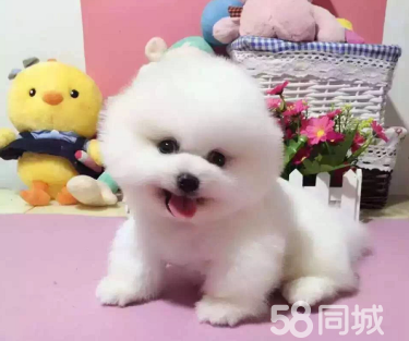 狗狗交易论坛:宠物交易平台哪个好 - 警犬训练器材厂家 _警犬训练用品_工作犬训练用品-南京开久警犬装备-警犬训练器材厂家 _警犬训练用品_工作犬训练用品-南京开久警犬装备