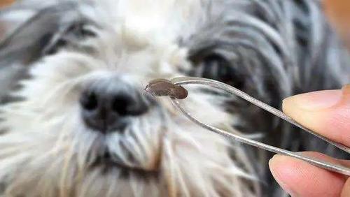 狗身上的牛蜱怎么根除？狗身上的牛蜱怎么根除移除-警犬训练器材厂家 _警犬训练用品_工作犬训练用品-南京开久警犬装备
