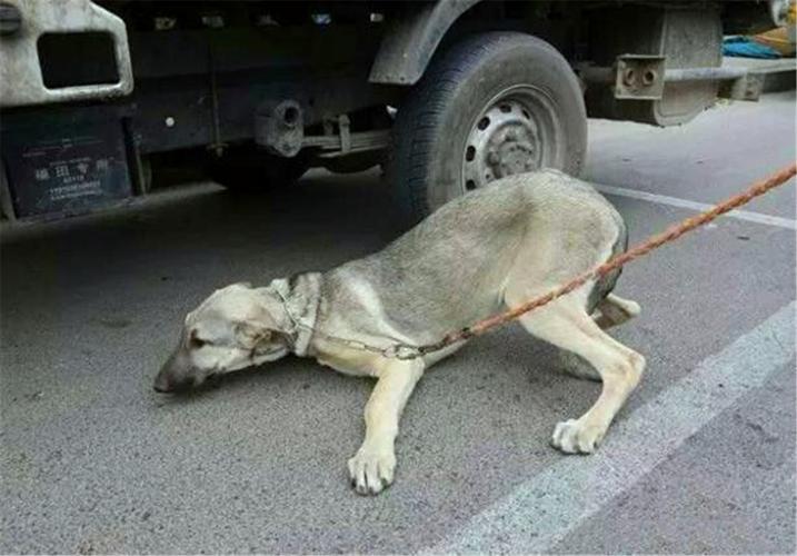 狗浑身无力像要死了一样(老人浑身无力是不是要死了)-警犬训练器材厂家 _警犬训练用品_工作犬训练用品-南京开久警犬装备