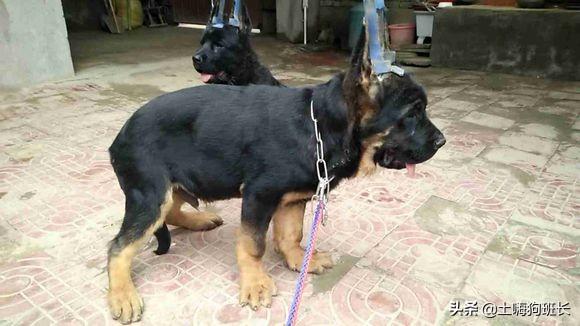 锤系德牧犬舍(重庆德牧犬舍)-警犬训练器材厂家 _警犬训练用品_工作犬训练用品-南京开久警犬装备