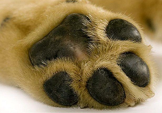 狗脚垫长了硬硬的东西(猫脚垫长了硬硬的东西)-警犬训练器材厂家 _警犬训练用品_工作犬训练用品-南京开久警犬装备