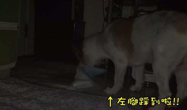 狗狗尿在睡觉的垫子上萌宠(狗狗总在睡觉的垫子上尿)-警犬训练器材厂家 _警犬训练用品_工作犬训练用品-南京开久警犬装备