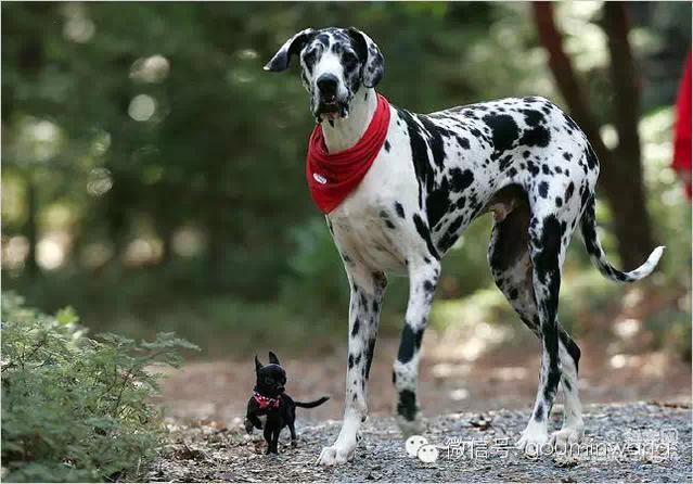 宠物狗哈巴狗(宠物狗哈巴狗 *** )-警犬训练器材厂家 _警犬训练用品_工作犬训练用品-南京开久警犬装备