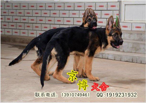 北京犬舍排名(北京德牧犬舍排名)-警犬训练器材厂家 _警犬训练用品_工作犬训练用品-南京开久警犬装备