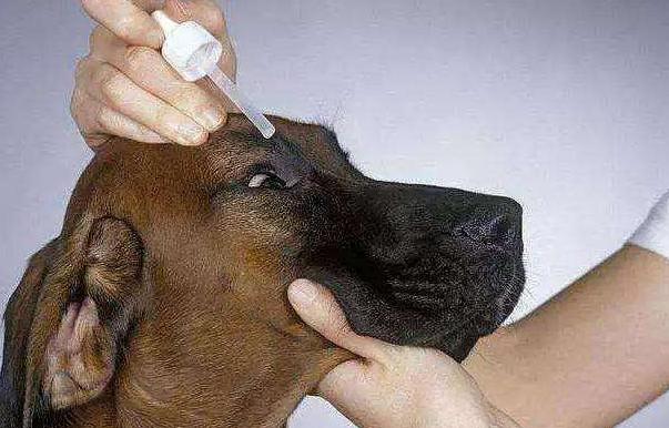 小狗眼屎多(狗眼有眼屎怎么治疗)-警犬训练器材厂家 _警犬训练用品_工作犬训练用品-南京开久警犬装备