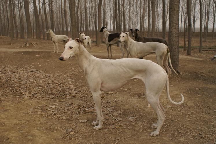 细犬什么品种最厉害(细犬哪个品种打架最厉害)-警犬训练器材厂家 _警犬训练用品_工作犬训练用品-南京开久警犬装备