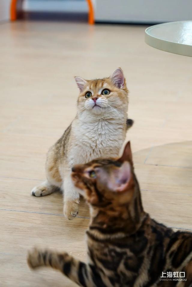 上海买狗狗的宠物市场在哪里(上海哪有狗狗宠物市场)-警犬训练器材厂家 _警犬训练用品_工作犬训练用品-南京开久警犬装备