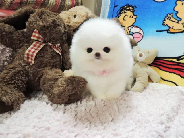 茶杯狗好养吗(茶杯狗为什么不能养) - 警犬训练器材厂家 _警犬训练用品_工作犬训练用品-南京开久警犬装备-警犬训练器材厂家 _警犬训练用品_工作犬训练用品-南京开久警犬装备