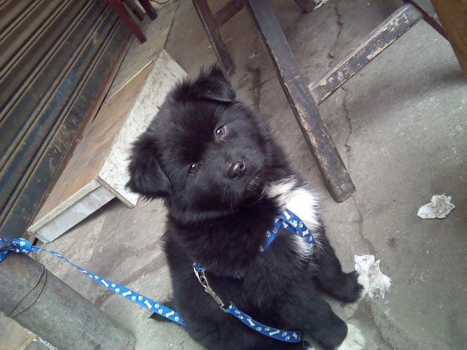 小黑狗品种(小黑狗是什么品种)-警犬训练器材厂家 _警犬训练用品_工作犬训练用品-南京开久警犬装备