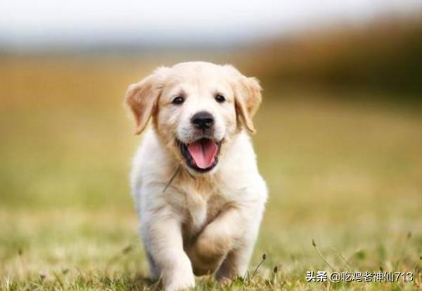 *** 小狗( *** 小狗能吃吗)-警犬训练器材厂家 _警犬训练用品_工作犬训练用品-南京开久警犬装备