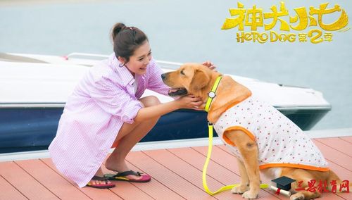 神犬小七第二季演员 神犬小七第二季演员表傻 - 警犬训练器材厂家 _警犬训练用品_工作犬训练用品-南京开久警犬装备-警犬训练器材厂家 _警犬训练用品_工作犬训练用品-南京开久警犬装备