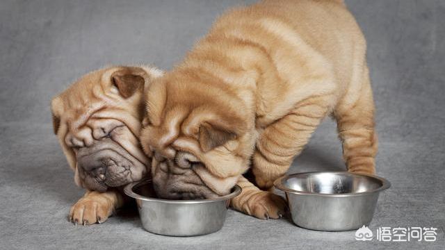 狗护食是什么行为(狗护食是什么样子) - 警犬训练器材厂家 _警犬训练用品_工作犬训练用品-南京开久警犬装备-警犬训练器材厂家 _警犬训练用品_工作犬训练用品-南京开久警犬装备