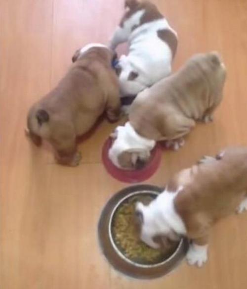 小狗狗吃完东西就趴着(小狗狗不怎么吃东西怎么办) - 警犬训练器材厂家 _警犬训练用品_工作犬训练用品-南京开久警犬装备-警犬训练器材厂家 _警犬训练用品_工作犬训练用品-南京开久警犬装备