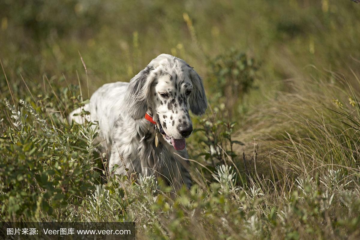 英国狩猎犬(英国狩猎犬 *** )-警犬训练器材厂家 _警犬训练用品_工作犬训练用品-南京开久警犬装备