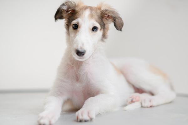 狗狗小鸡头红怎么回事？狗狗小鸡有红点是怎么回事-警犬训练器材厂家 _警犬训练用品_工作犬训练用品-南京开久警犬装备