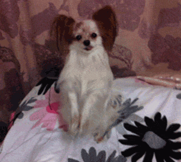 小白狗有哪些种类(小白鞋的种类有哪些)-警犬训练器材厂家 _警犬训练用品_工作犬训练用品-南京开久警犬装备