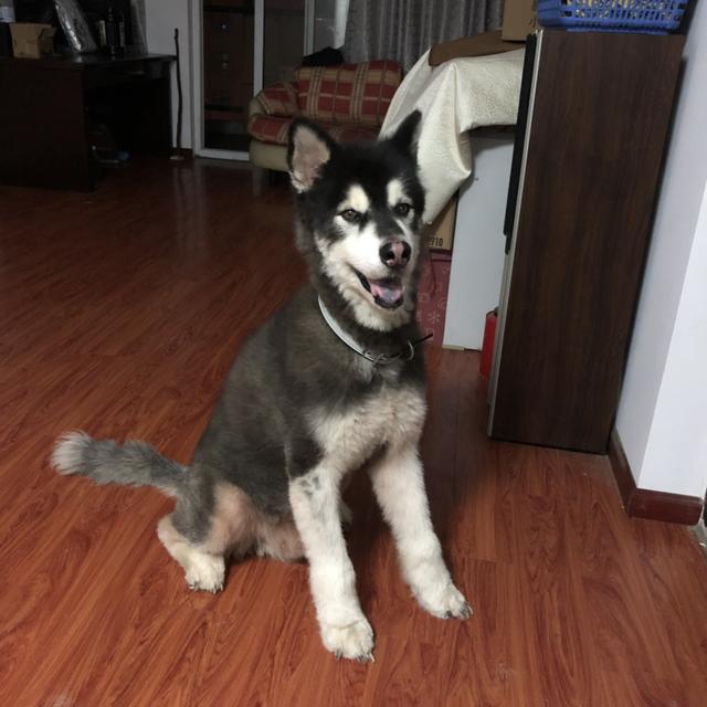 小鹿犬太瘦了怎么办(小鹿犬太瘦怎么才喂的胖)-警犬训练器材厂家 _警犬训练用品_工作犬训练用品-南京开久警犬装备