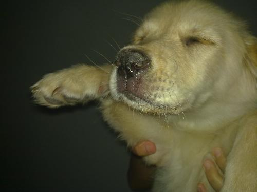 狗瘟什么症状是什么(犬瘟是什么症状)-警犬训练器材厂家 _警犬训练用品_工作犬训练用品-南京开久警犬装备