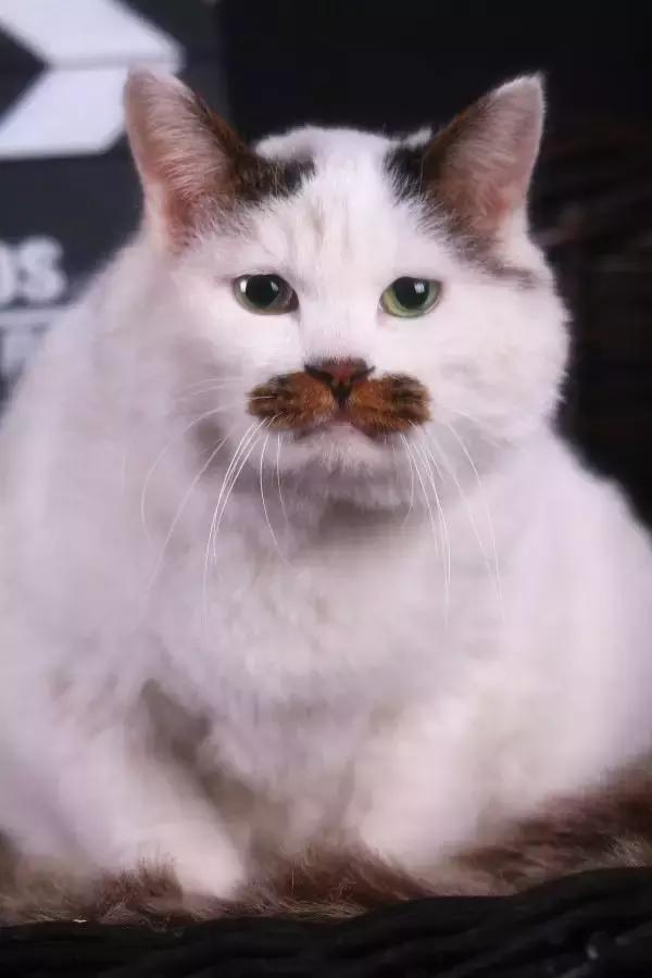 *** 黑狗白狗(两只黑狗能生出白狗吗)-警犬训练器材厂家 _警犬训练用品_工作犬训练用品-南京开久警犬装备