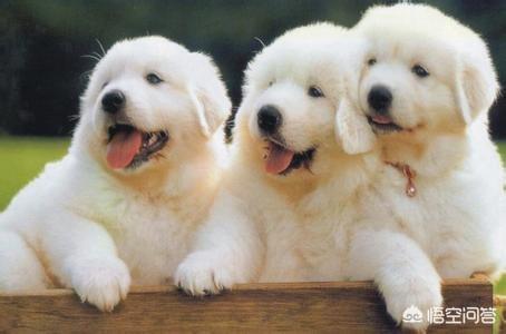 人跟狗交配-警犬训练器材厂家 _警犬训练用品_工作犬训练用品-南京开久警犬装备