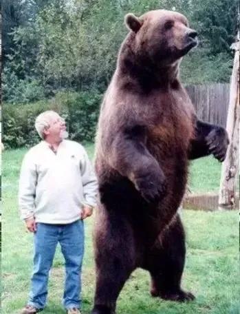 大白熊犬 *** (大白熊犬 *** 大全)-警犬训练器材厂家 _警犬训练用品_工作犬训练用品-南京开久警犬装备