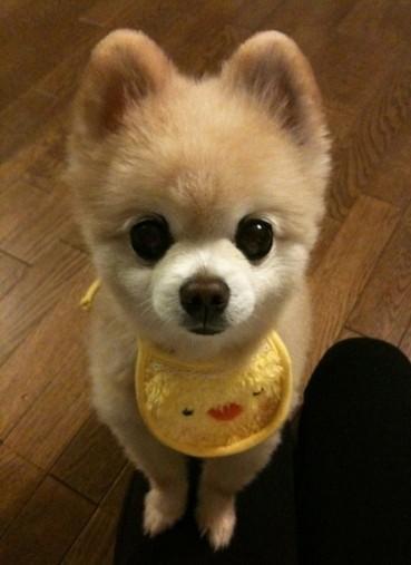 博美犬的品种简介(博美犬有几个品种)-警犬训练器材厂家 _警犬训练用品_工作犬训练用品-南京开久警犬装备