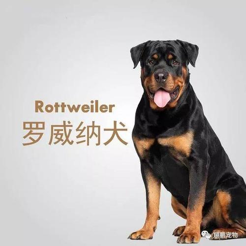 全世界最聪明的狗狗排名(聪明的狗狗排名1一10)-警犬训练器材厂家 _警犬训练用品_工作犬训练用品-南京开久警犬装备