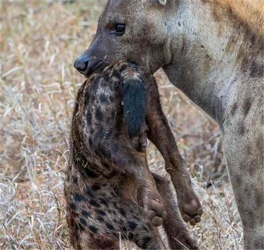 鬣狗残忍的等级制度(鬣狗的等级制度有多严?)-警犬训练器材厂家 _警犬训练用品_工作犬训练用品-南京开久警犬装备